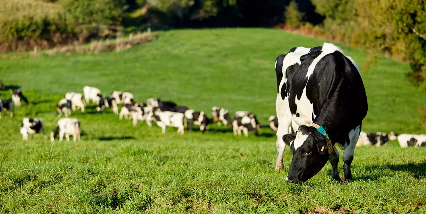 vaches au pâturage