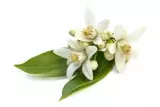 Fleur d'oranger