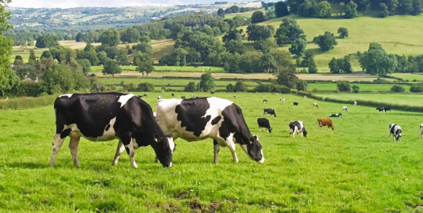 Bien-être animal vache au pré